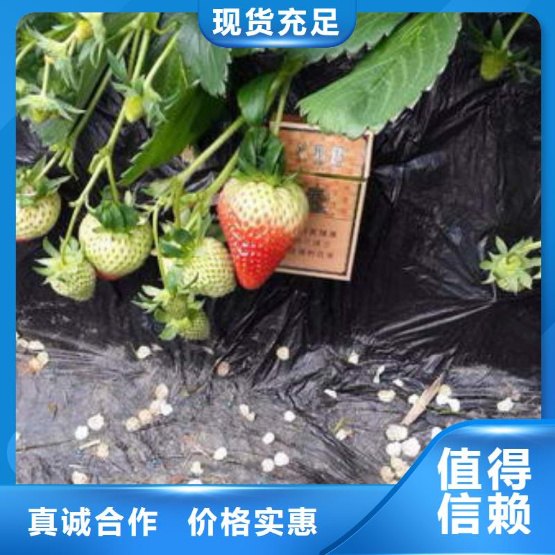 海南屯昌县桃熏草莓苗