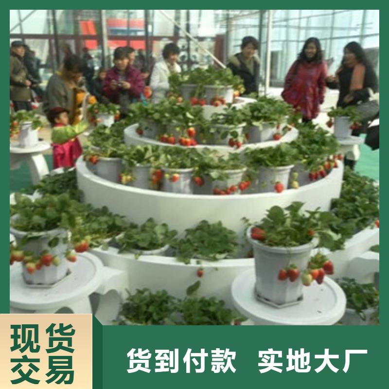 草莓苗_【樱桃苗】定制速度快工期短