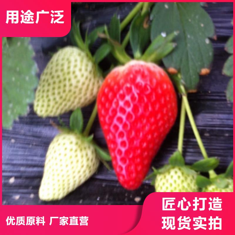 草莓苗无花果树苗质量优选
