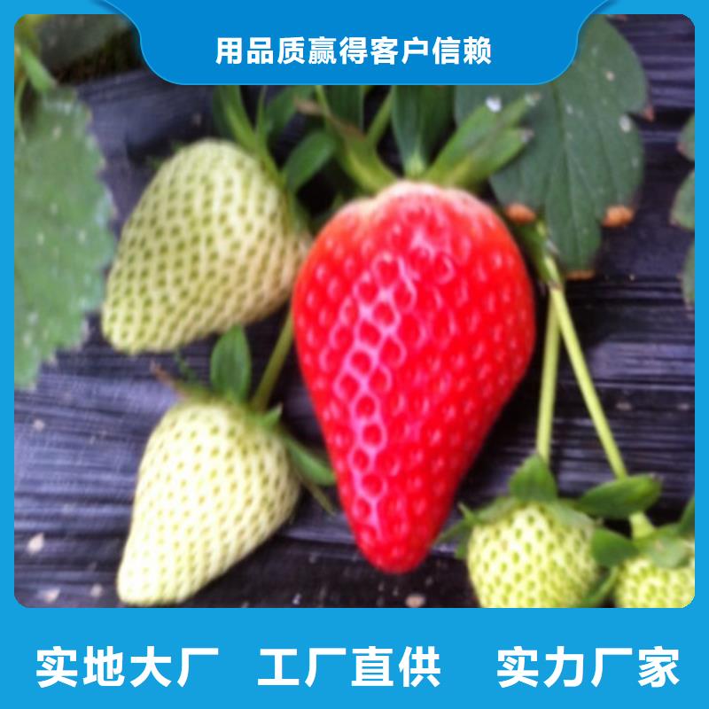 草莓苗梨树苗基地多种规格供您选择