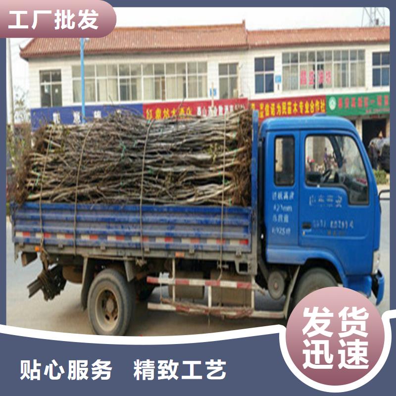 核桃苗,黑珍珠草莓苗好品质选我们