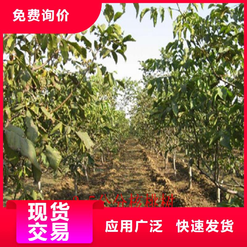 核桃苗大棚草莓苗支持加工定制