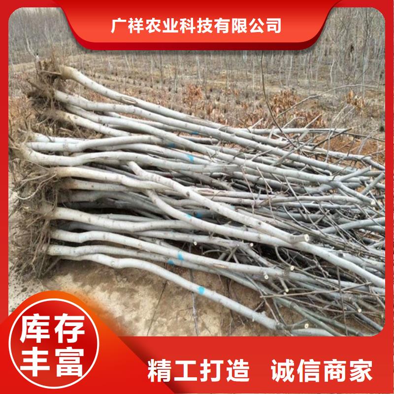 核桃苗梨树苗基地产地采购