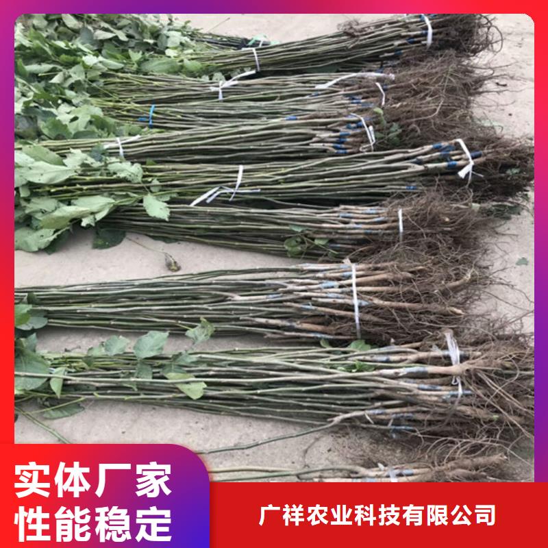 【核桃苗】梨树苗基地好货直供