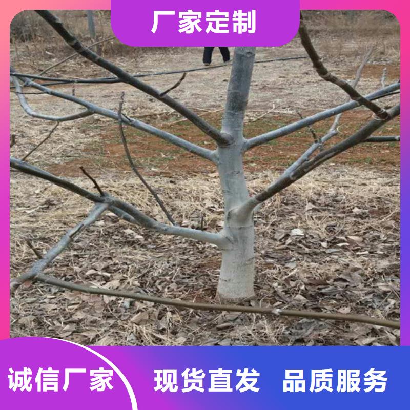核桃苗梨树苗基地一站式采购商