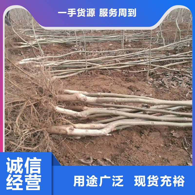 核桃苗桃树苗基地可接急单