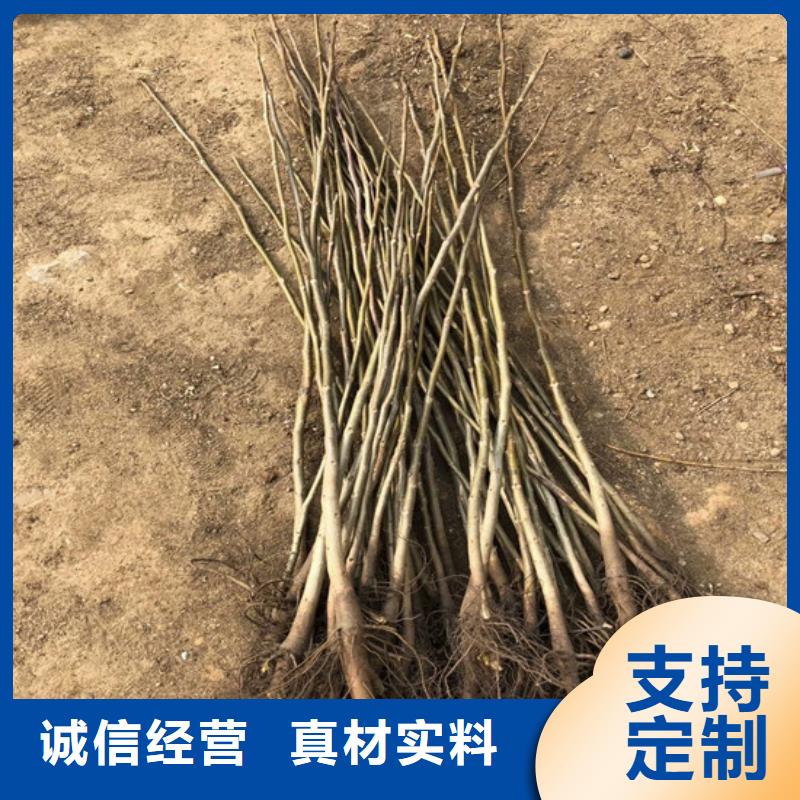 核桃苗,黑珍珠草莓苗好品质选我们