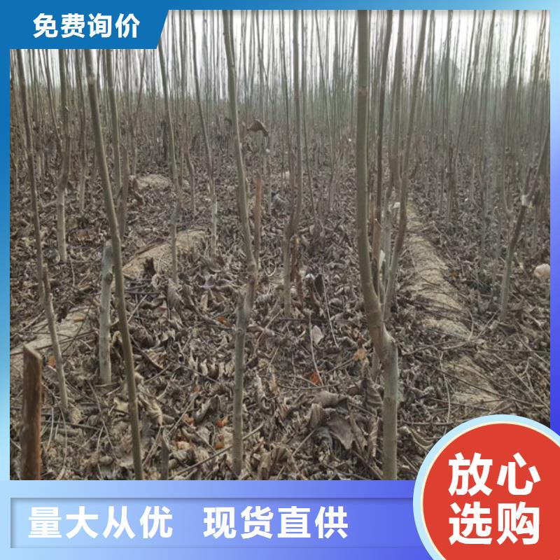 核桃苗_油蟠桃树苗实地大厂