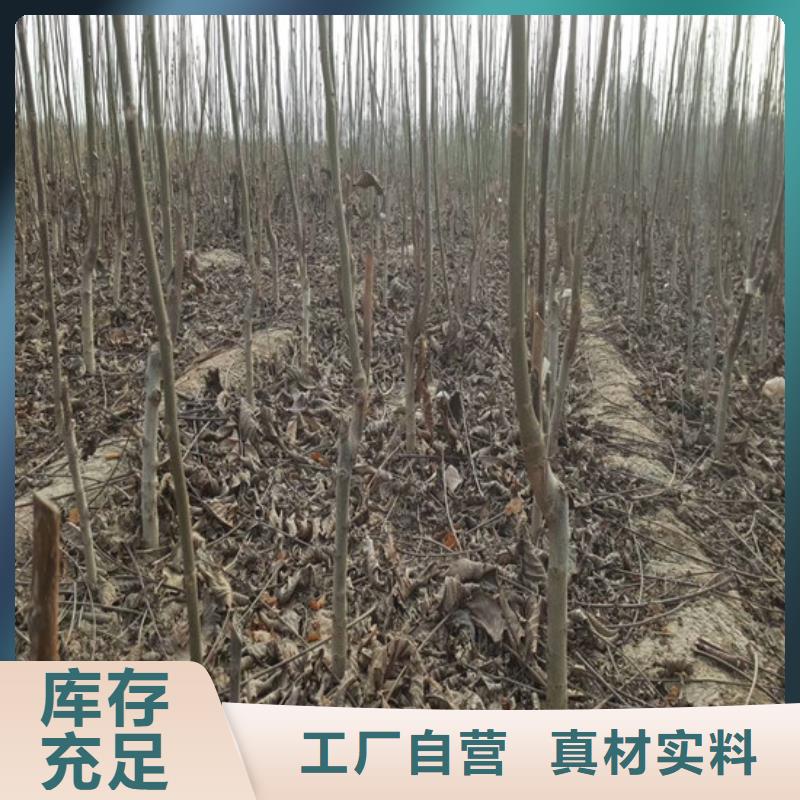 核桃苗-香椿树苗质量安心