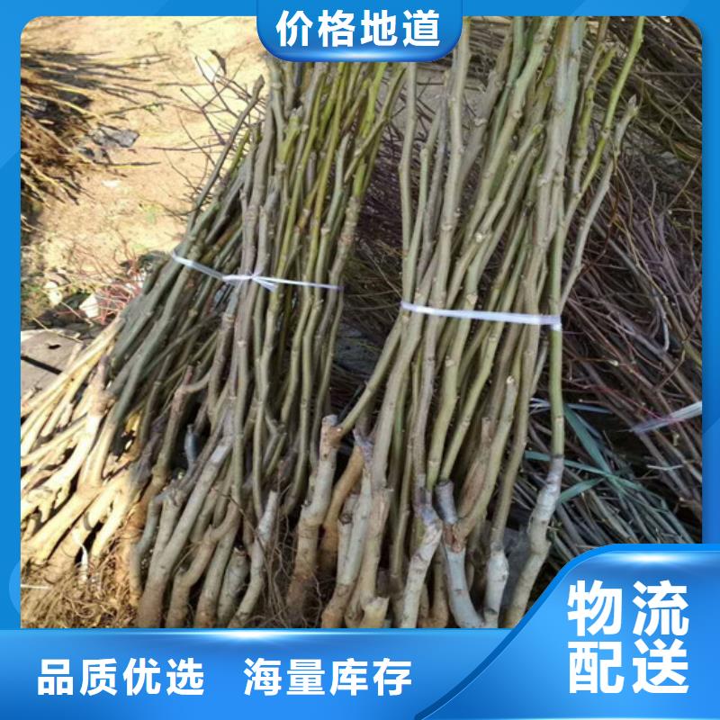 核桃苗桃树苗基地可接急单
