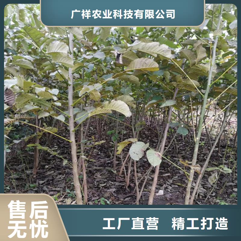 核桃苗红肉西梅现货齐全售后无忧