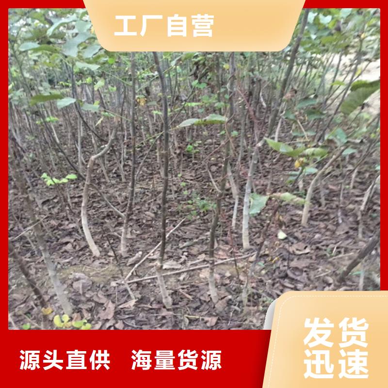 核桃苗-香椿树苗质量安心