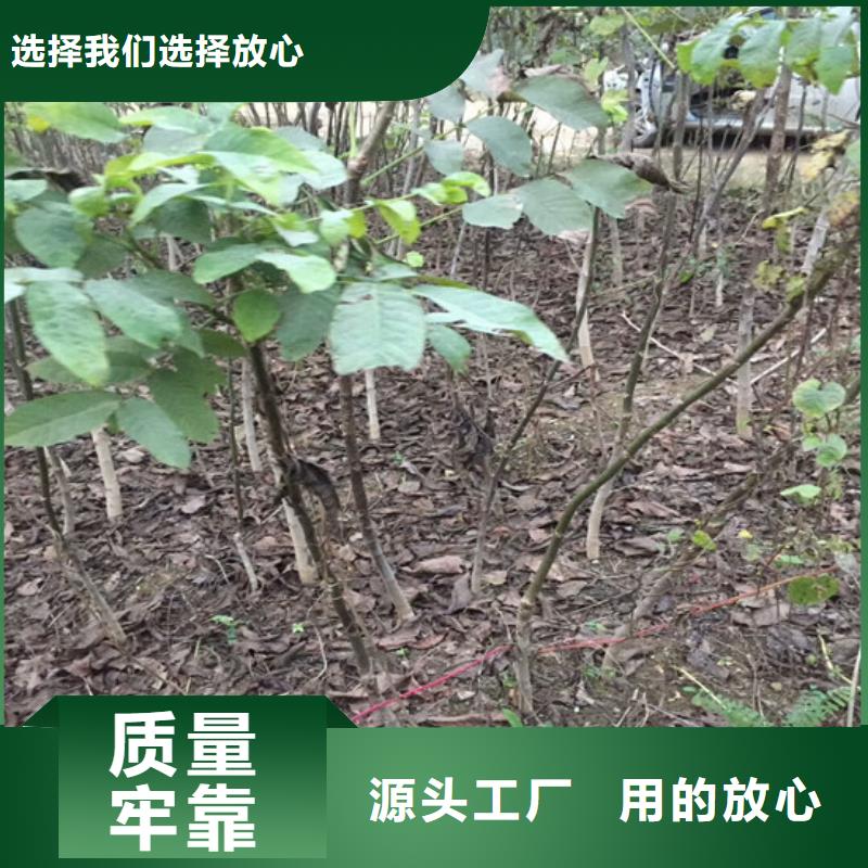 核桃苗_草莓专业生产制造厂