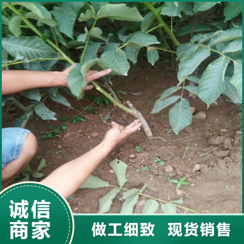 【核桃苗】梨树苗基地好货直供