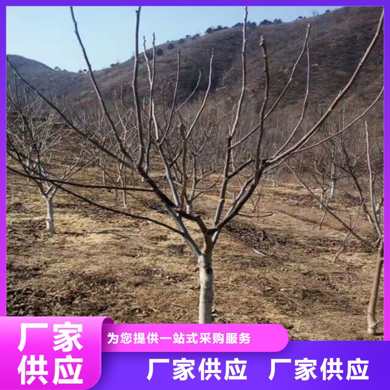 核桃苗红富士苹果树苗服务周到