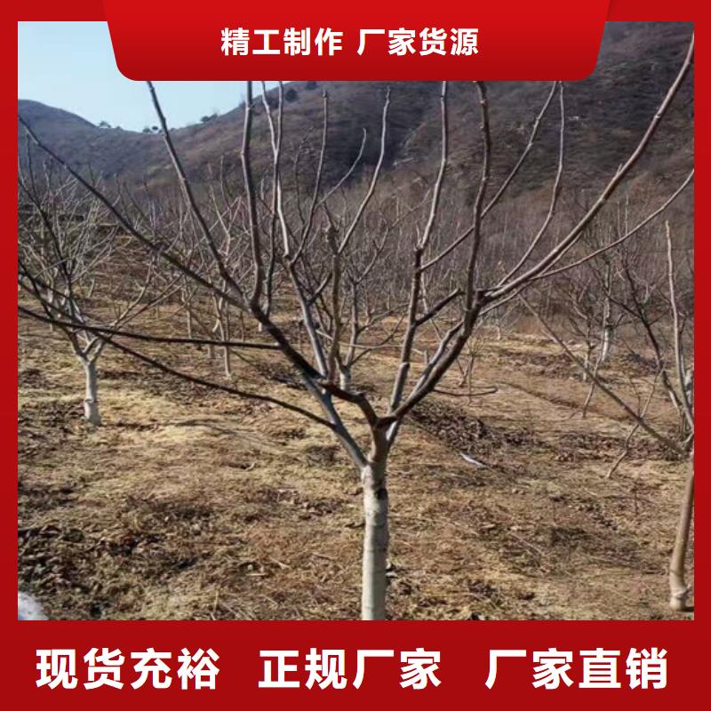 核桃苗天仙醉草莓苗产地采购