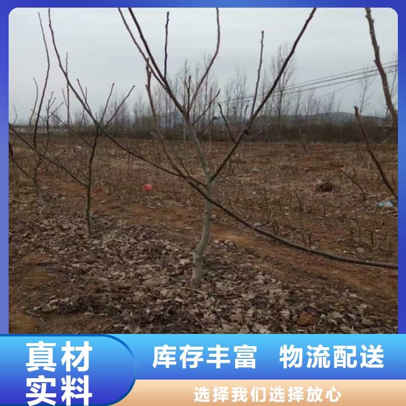 【核桃苗】梨树苗基地好货直供