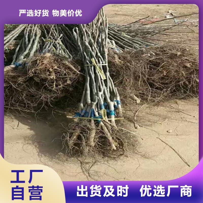 2公分8518核桃苗