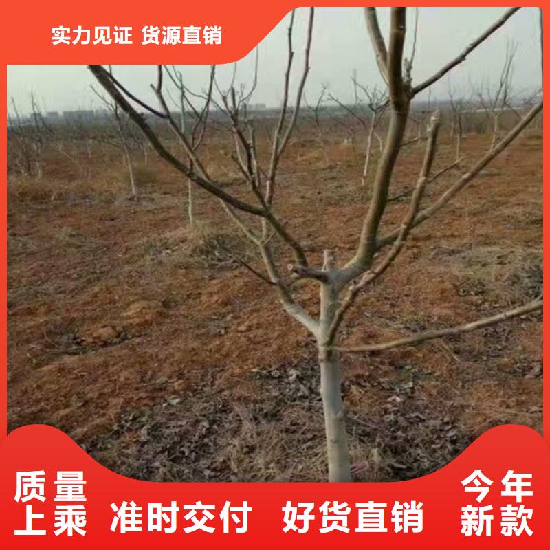 核桃苗-果树苗专心专注专业