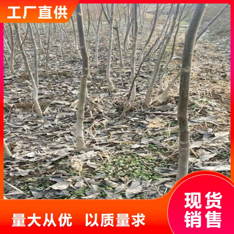 核桃苗,甜柿子树苗现货供应