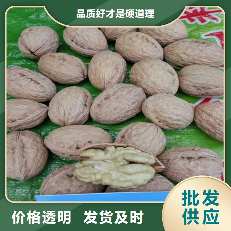 核桃苗桃树苗基地可接急单
