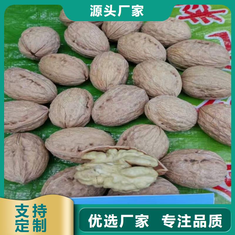 【核桃苗】梨树苗基地好货直供