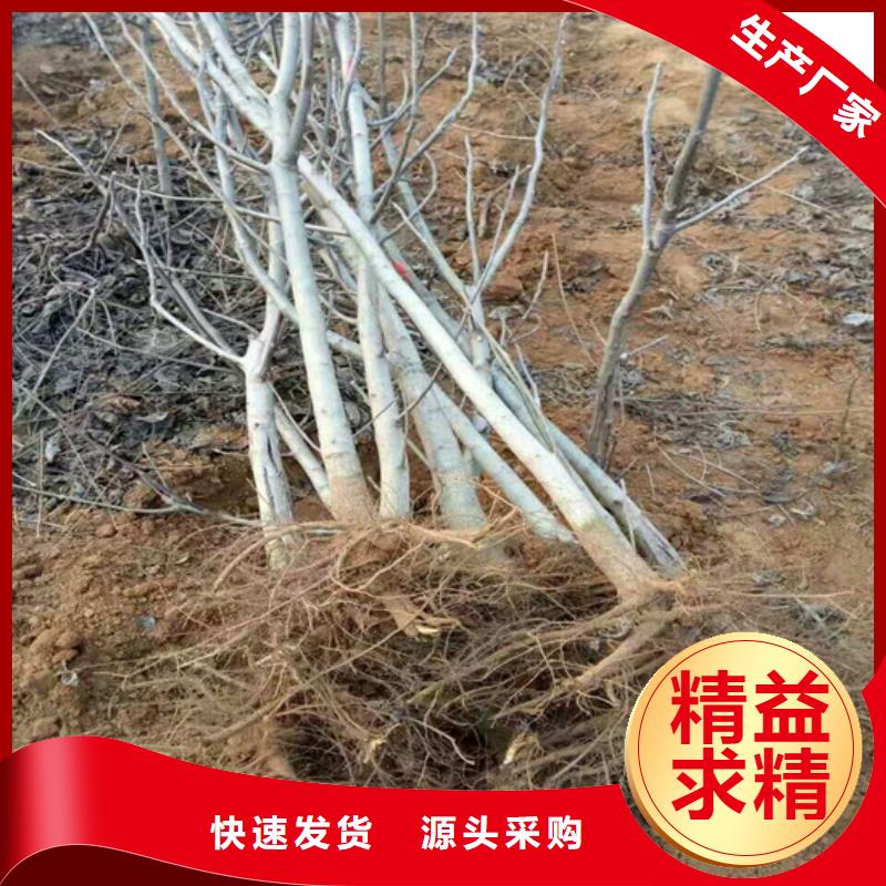 核桃苗红富士苹果树苗服务周到