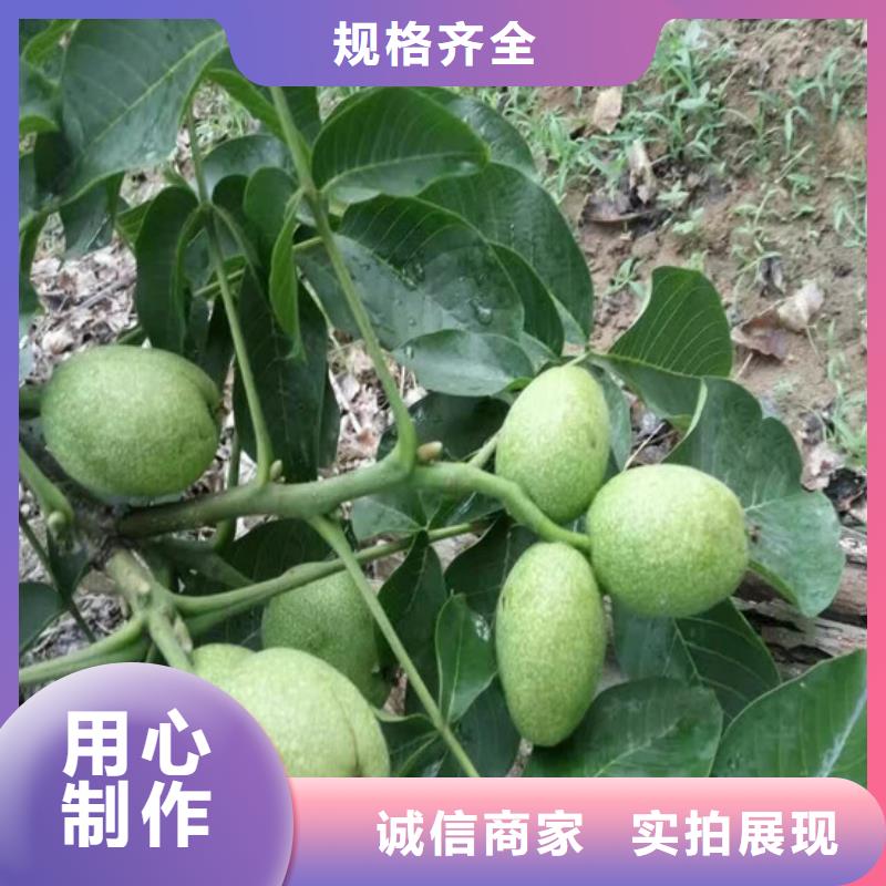 核桃苗红富士苹果树苗服务周到