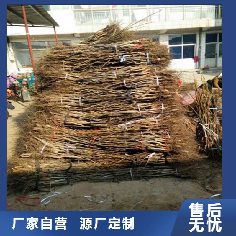核桃苗红富士苹果树苗服务周到