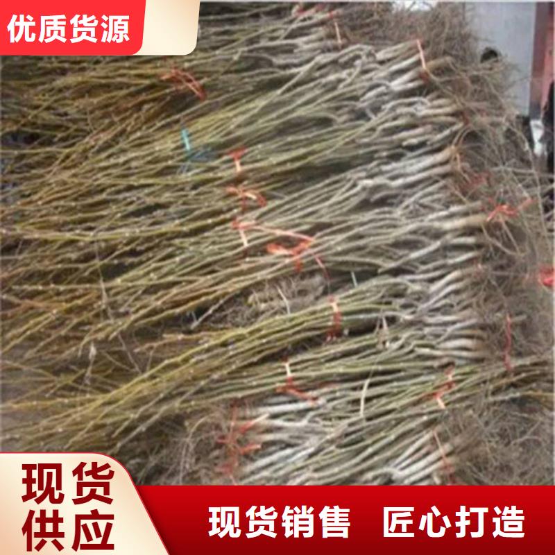 核桃苗梨树苗基地免费安装