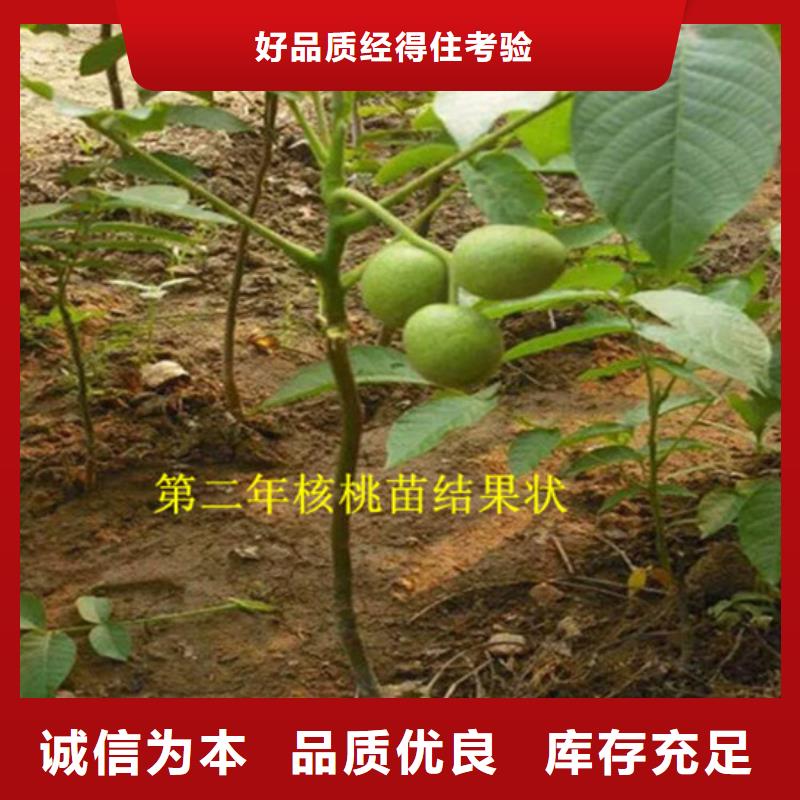 核桃苗,甜柿子树苗现货供应