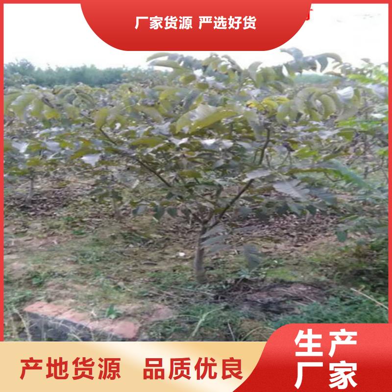 核桃苗-香椿树苗质量安心