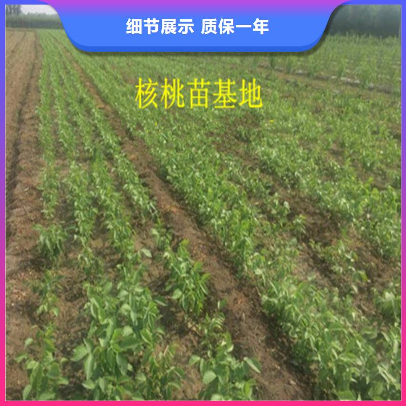 核桃苗天仙醉草莓苗产地采购