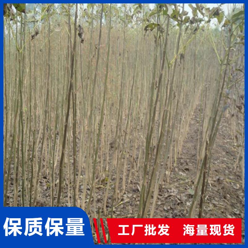 核桃苗桃树苗基地可接急单