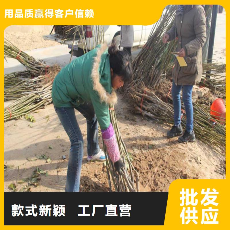 【核桃苗】梨树苗基地好货直供