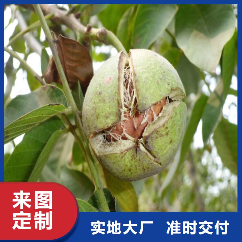 核桃苗香椿树苗为您提供一站式采购服务
