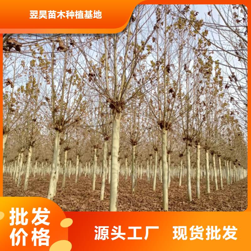 【法桐截杆发帽现货】