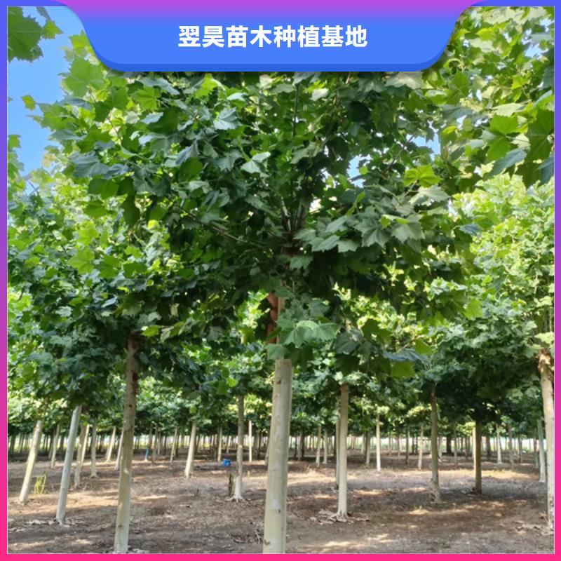 法桐 金叶白蜡0中间商差价