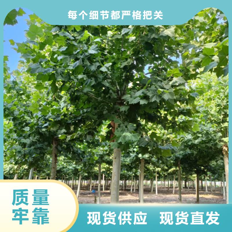 法桐黄金槐设计制造销售服务一体