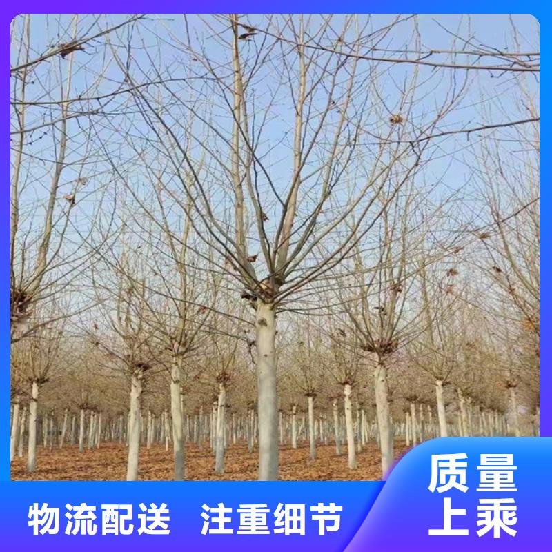 法桐五角枫按需定制真材实料
