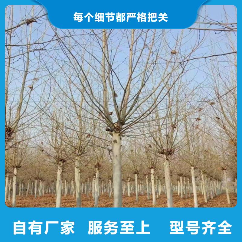 法桐小苗价格优惠法桐