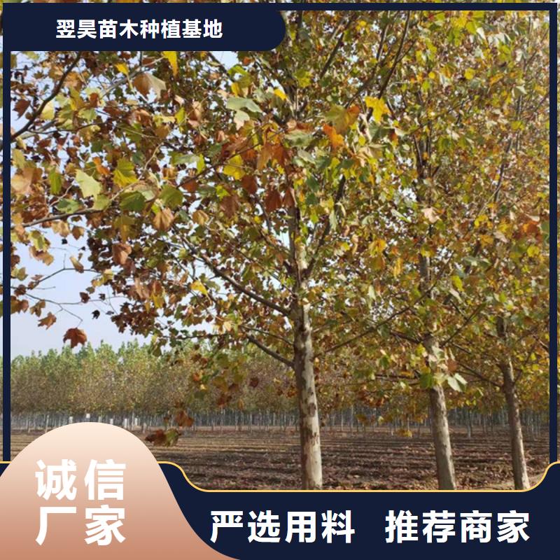 法桐_金叶槐品质之选