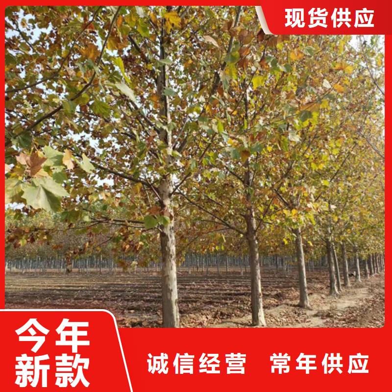 法桐小苗价格优惠法桐