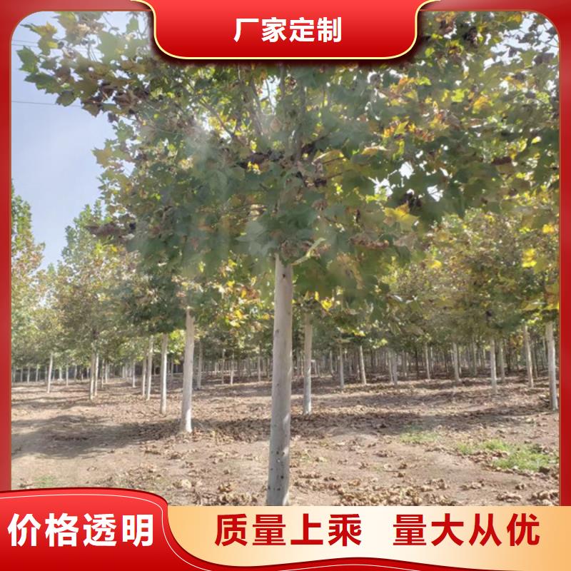 法桐金叶槐专业厂家
