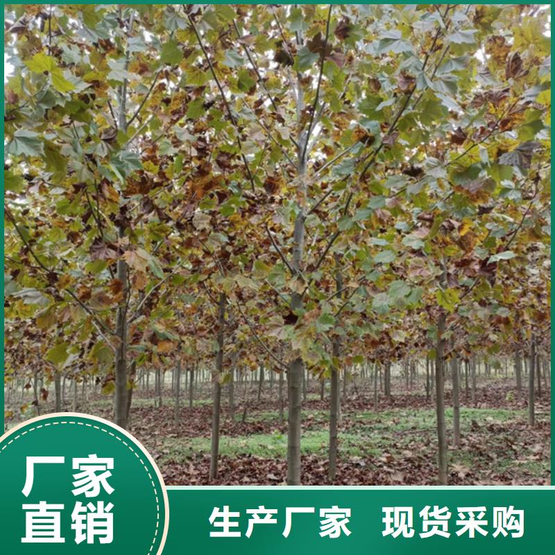 法桐 白蜡客户满意度高