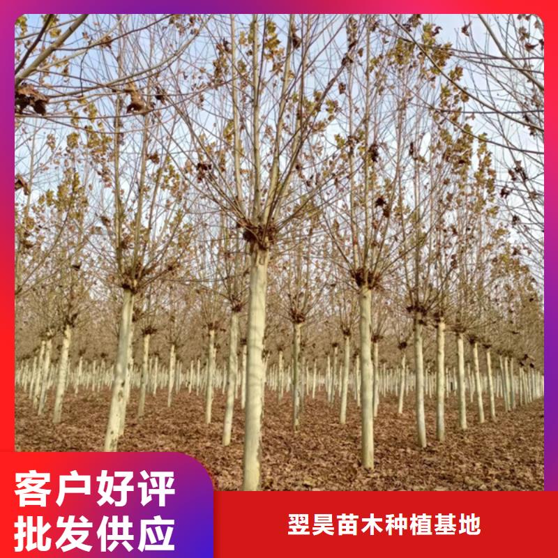 法桐金叶白蜡让利客户