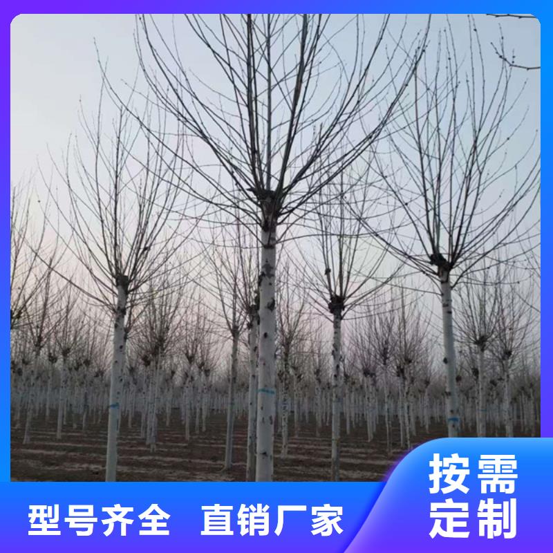 法桐西府海棠厂家十分靠谱