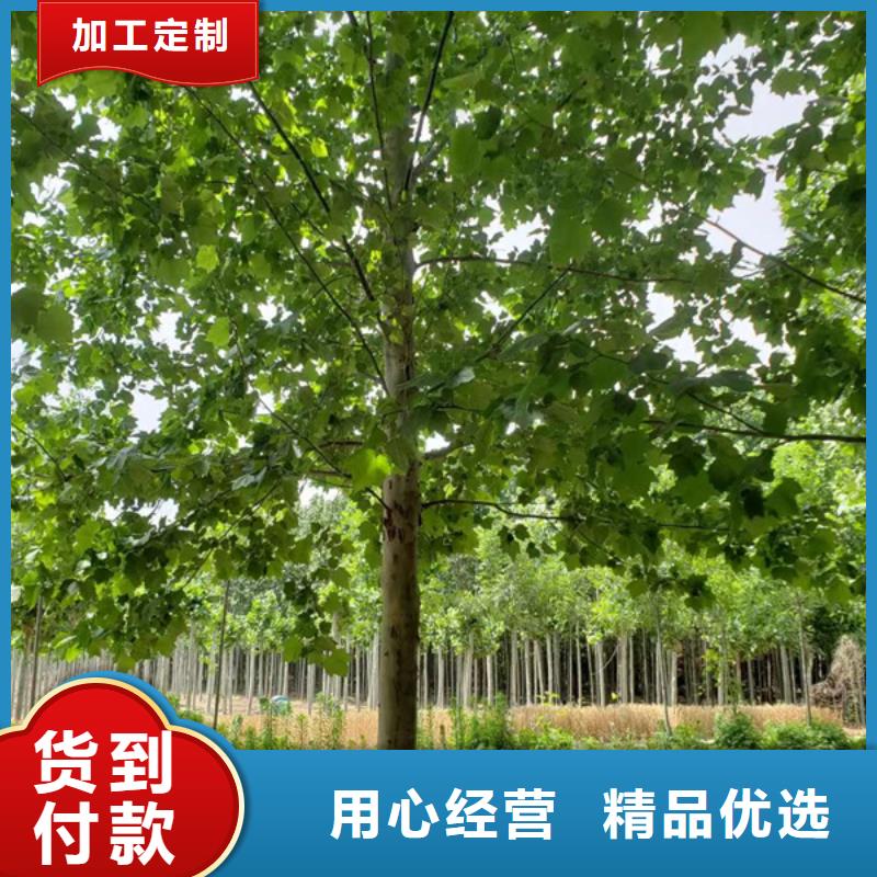 法桐金叶白蜡让利客户