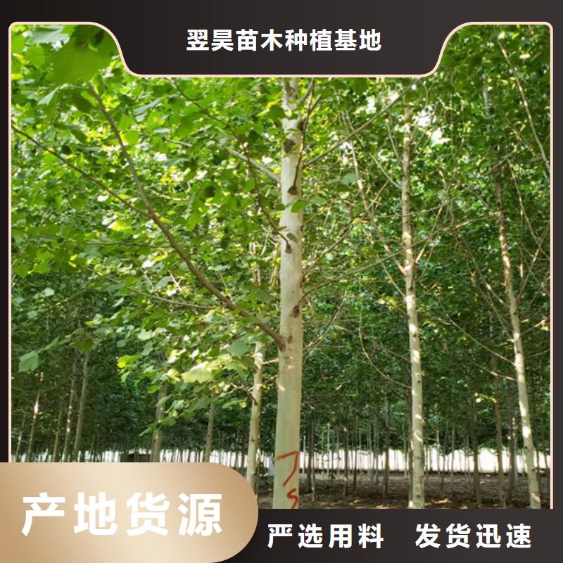 法桐五角枫厂家新品