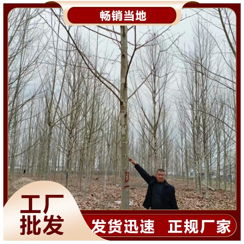 法桐小苗价格优惠法桐